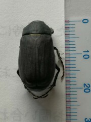 Nigrotrichia kiotonensis