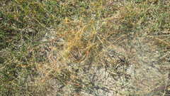 Cuscuta epithymum epithymum