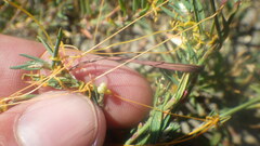 Cuscuta epithymum epithymum