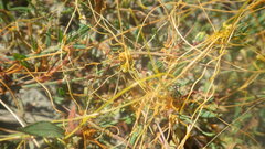Cuscuta epithymum epithymum