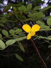 Senna acclinis
