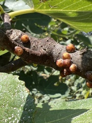 Lepidosaphes conchiformis