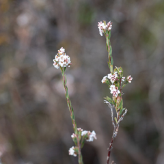 Leucopogon glacialis