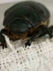 Nigrotrichia kiotonensis