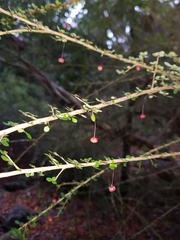 Phyllanthus microcladus