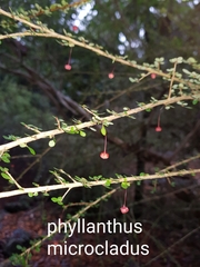 Phyllanthus microcladus