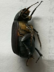Nigrotrichia kiotonensis