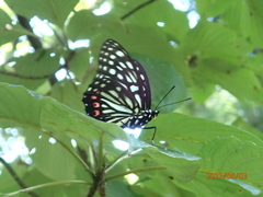 Hestina assimilis assimilis