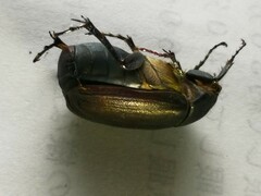 Nigrotrichia kiotonensis