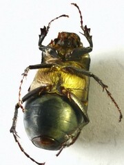 Nigrotrichia kiotonensis