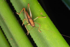 Austrosalomona destructor