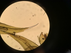 Racomitrium brevipes