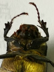 Nigrotrichia kiotonensis