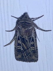 Euxoa divergens