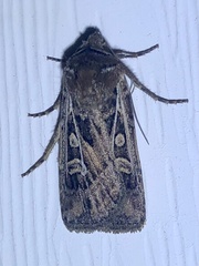 Euxoa divergens