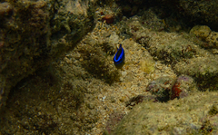 Chrysiptera leucopoma