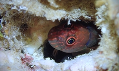 Cirripectes vanderbilti