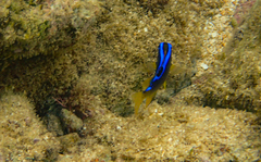 Chrysiptera leucopoma