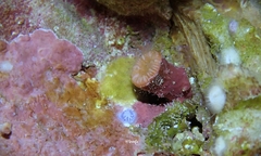 Cladopsammia eguchii