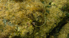 Corythoichthys flavofasciatus