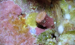 Cladopsammia eguchii