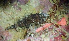Scorpaenodes kelloggi