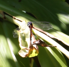 Orthetrum pruinosum neglectum