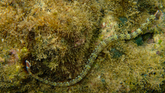 Corythoichthys flavofasciatus