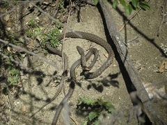 Natrix tessellata