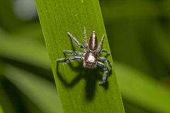 Opisthoncus mordax