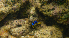 Chrysiptera leucopoma