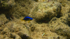 Chrysiptera leucopoma