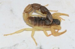 Parabuthus schlechteri