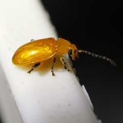 Disonycha discoidea