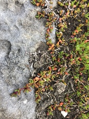 Disphyma dunsdonii