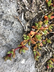 Disphyma dunsdonii