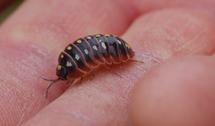 Armadillidium klugii