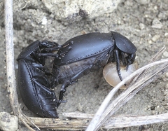 Ablattaria laevigata