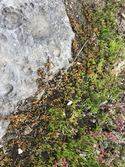 Disphyma dunsdonii