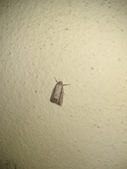 Catabenoides