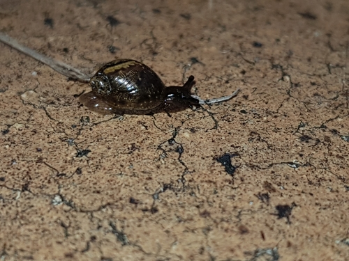 Succinea costaricana
