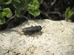 Melanogryllus desertus
