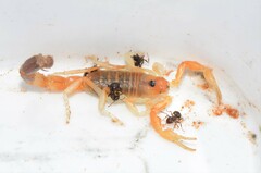 Parabuthus laevifrons