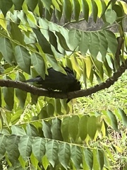 Corvus splendens