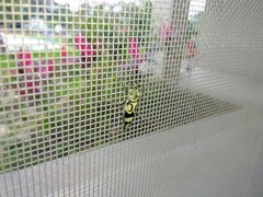 Chlorophorus signaticollis