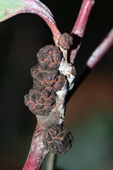 Apiomorpha strombylosa