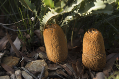 Banksia gardneri