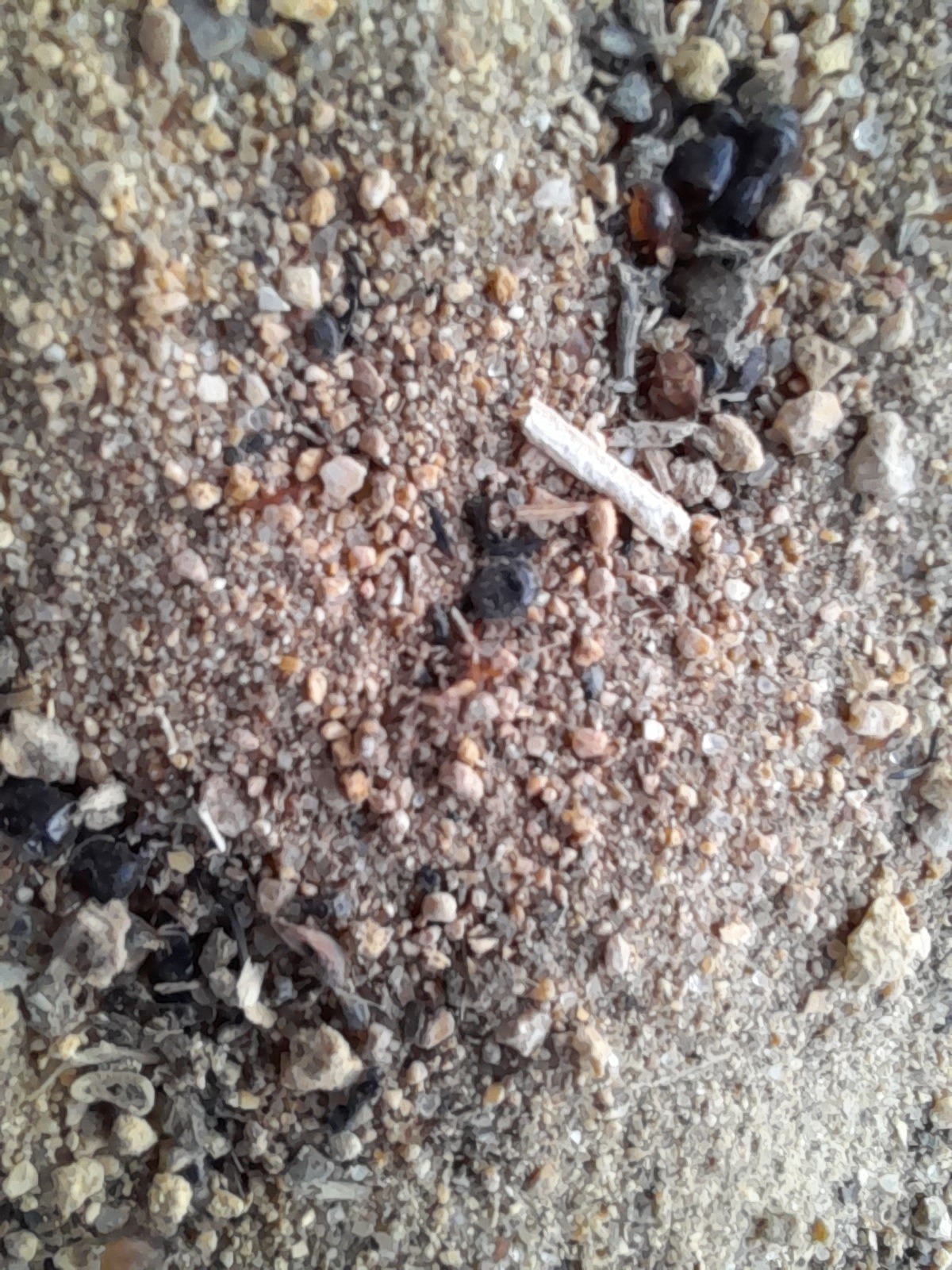 Monomorium andrei