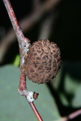 Apiomorpha strombylosa