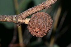 Apiomorpha strombylosa